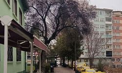 Eskişehir'de yalancı bahar aldatıyor: Hava nasıl olacak?