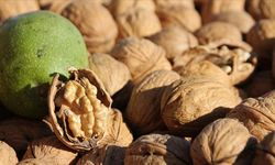 Eskişehir’de ceviz fiyatı cep yakıyor