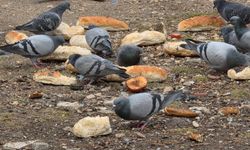 Eskişehir'de "Kanatlı Dostlara" şefkat eli