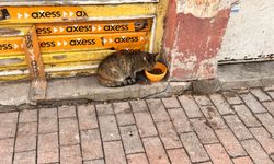 Eskişehir’de çarşı esnafı sokak hayvanlarını unutmadı