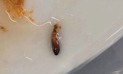 Anadolu Üniversitesi yemekhanesinde mide bulandıran iddia