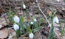 Bu çiçeği koparan pişman olacak: 4 yılda ceza tutarı 7 katına çıktı!