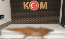 Durdurulan araçtan öyle bir şey çıktı ki, polis bile inanamadı