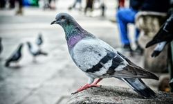 Eskişehir Reşadiye Camii önünde güvercinlerden görsel şölen