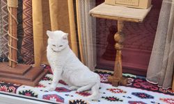 Mağaza vitrinindeki “Canlı biblo” dikkat çekti