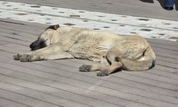 Güneşli havayı fırsat bilen sokak köpeği görenleri tebessüm ettirdi