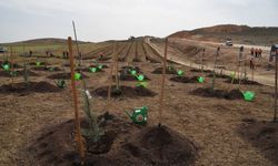 Eskişehir'de binlerce fidan toprakla buluşacak