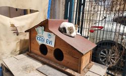Eskişehir'de sokak kedileri için "kedi evi" uygulaması