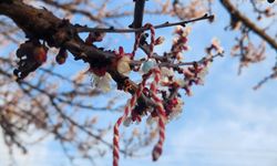 Marteniçkalar  ağaçları süsledi