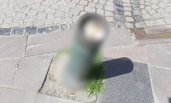 Eskişehir'de şaşırtan manzara: Çöp kutusu gibi kullanıldı!