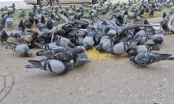 Eskişehir'de onlarca kuş tek bir noktada toplanıyor: İşte sebebi!