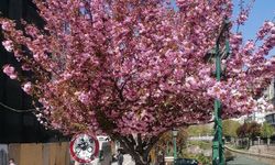 Eskişehir Adalar'da bahar esintisi