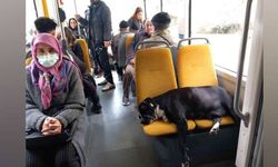 Eskişehir’de tramvayın sevimli misafiri artık koruma altında