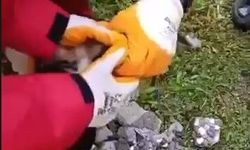 Eskişehir'de apartman kuyusuna düşen kedi operasyonla çıkarıldı