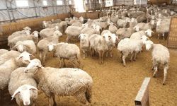 Kurbanlık telaşı başladı: İşte Eskişehir'de fiyatlar...