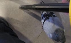 Eskişehir'de yaralı güvercine çay evi esnafından şefkat eli