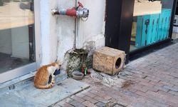 Eskişehir'de sokak hayvanları için kritik çağrı