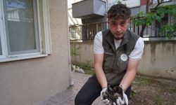 Bilecik’te mazgala sıkışan yavru kediler kurtarıldı!