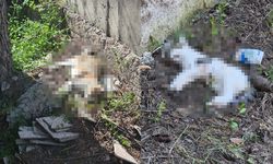 Eskişehir’in o mahallesinde katliam gibi görüntü