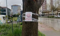 Ağaç gövdeleri ilan alanına dönüştü