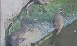 Porsuk Çayı'nı fareler bastı!