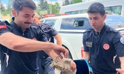Eskişehir'de araçtan gelen kedi sesi hayat kurtardı