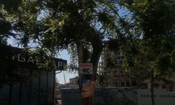 Eskişehir'de ağaçlar reklam panosundan farksız halde