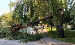 Eskişehir'de rüzgar tehlike yarattı: Ağaç şiddetine dayanamadı