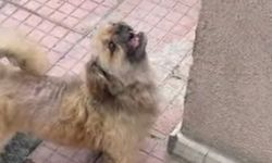 Şeker Mahallesi'nde kayıp köpek için seferber oldular