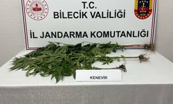 Bilecik’te kovaların içinde kenevir yetiştirdiği ortaya çıktı