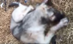 Eskişehir'de korkunç olay: Yavru köpeği silahla vurarak öldürdü