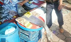 Eskişehir’de tezgahı kaplayan dev levrek! Tam 22 kilo