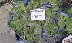 Eskişehir’de menekşenin fiyatı dikkat çekti: Tanesi 100 TL