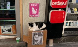 Eskişehirli esnaftan örnek hayvanseverlik