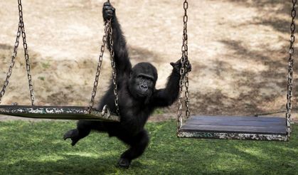 Yavru goril Zeytin Türkiye’de kalacak