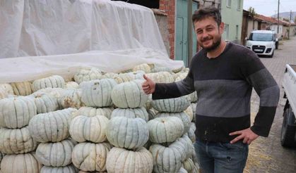 Ata tohumu ile üretilen Eskişehir’in meşhur kabağının hasadı başladı