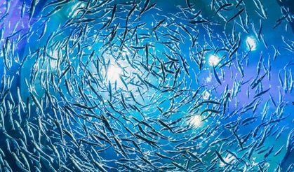 Karadeniz’in biyoçeşitliliğini halkla buluşturan proje başladı!