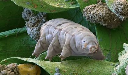 Savunma sanayi için ultradayanıklı biyopolimer geliştiriliyor