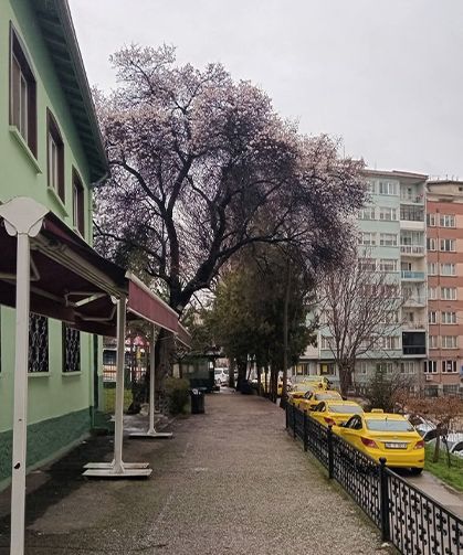 Eskişehir'e bahar erken geldi: Bademler çiçek açtı