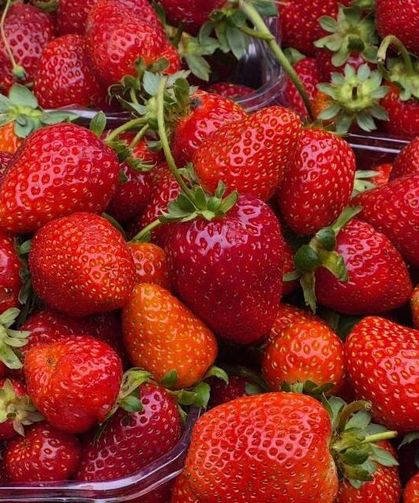 Eskişehir’de kilosu 200 TL’ye çıkan çileğe yoğun talep