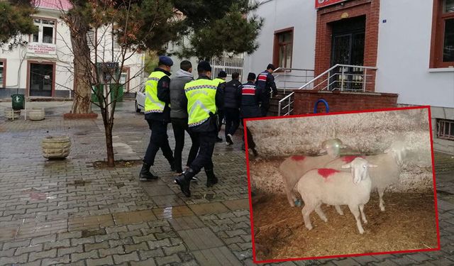 Eskişehir'de 8 tane koyun çalmışlardı: Kıskıvrak yakalandılar!