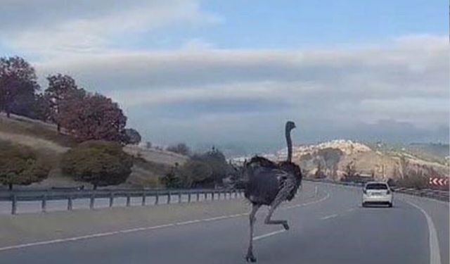 Trafikte bir bu olmamıştı: Deve kuşu...