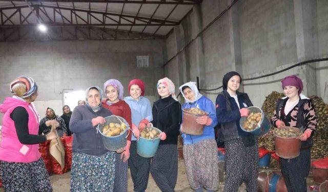 Patates işçisi kadınlar 8 Mart’ı işlerinin başında geçirdi