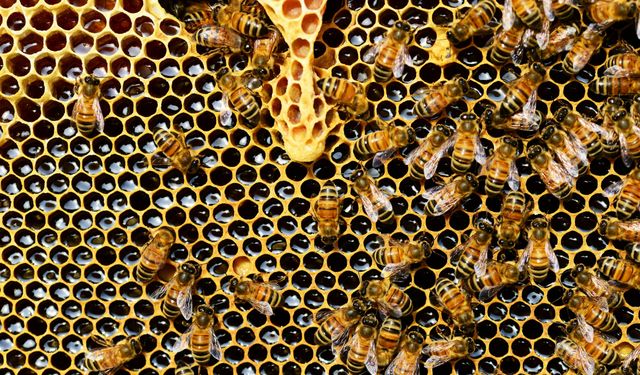 Eskişehir’de arılar tehlike altında: Kovanlar yok oluyor!