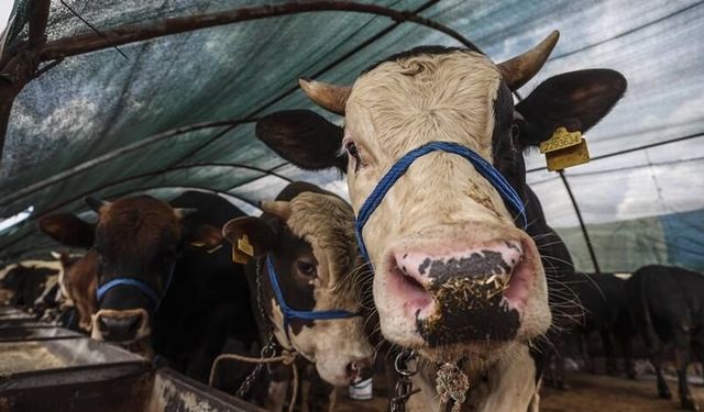Kurban alacaklara uyarı: Seçerken nelere dikkat edilmeli?