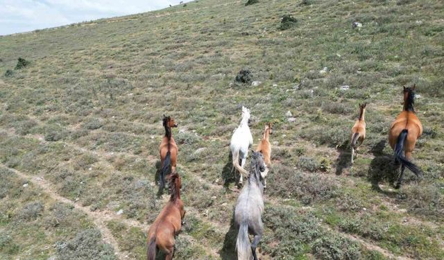 (ÖZEL) Sıcak yaz günlerinde yiyecek arayan yılkı atları havadan görüntülendi