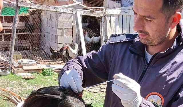 Kuş gribi ve Tavuk Vebası gibi hastalıklara karşı mücadele