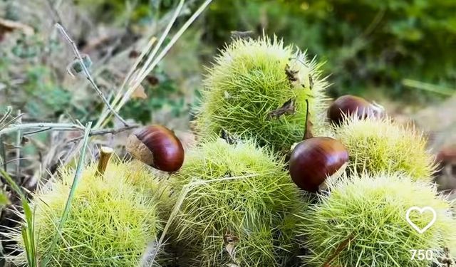 Simav’ın Kara Elması kestane hasadı başladı