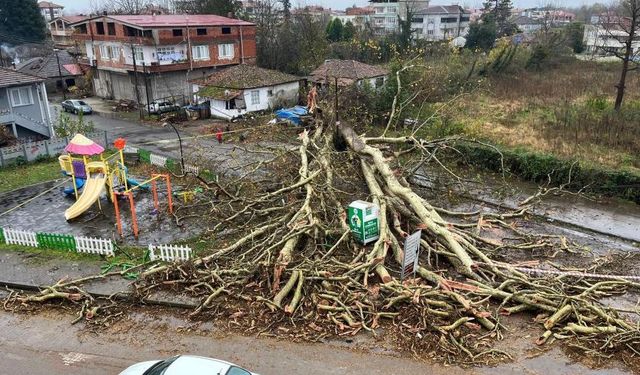 650 yıllık çınar ağacı fırtınaya dayanamayıp devrildi