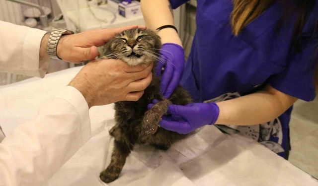 Lastikle patisi bağlanan kedi ayağını kaybedebilir